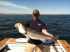 Plum Island Striper